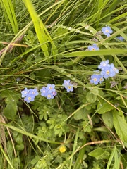 Myosotis