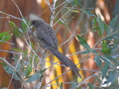 Colius striatus minor