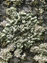 Lecanoromycetes