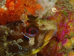 Parablennius gattorugine