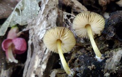 Pluteus pauperculus