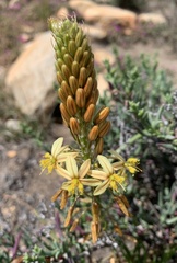 Bulbine praemorsa