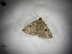 Sinarella rotundipennis