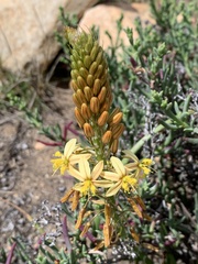 Bulbine praemorsa