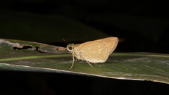 Pelopidas mathias mathias