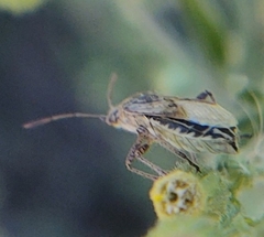 Stictopleurus punctatonervosus