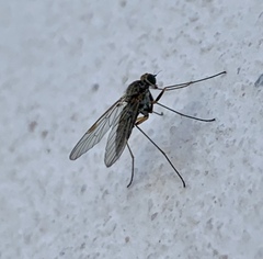 Chrysopilus modestus