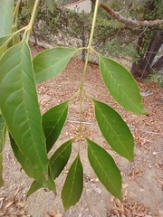 Fraxinus uhdei