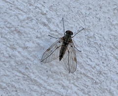 Chrysopilus modestus