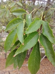 Fraxinus uhdei