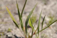 Tritoniopsis parviflora