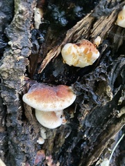 Ischnoderma resinosum