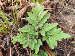 Sceptridium dissectum