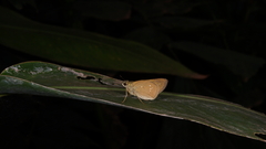 Pelopidas mathias mathias