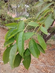 Fraxinus uhdei