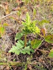 Sceptridium dissectum