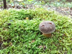 Xerocomellus pruinatus