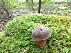 Xerocomellus pruinatus