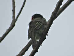 Lybius torquatus torquatus