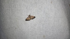 Syngamia falsidicalis