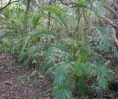 Dypsis madagascariensis