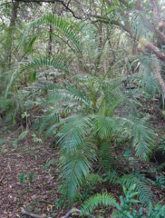Dypsis madagascariensis