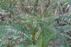 Dypsis madagascariensis