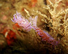 Flabellina affinis