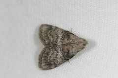 Pococera asperatella