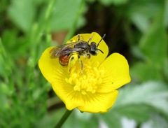 Andrena labiata