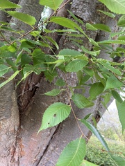 Zelkova
