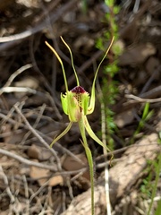 Caladenia attingens