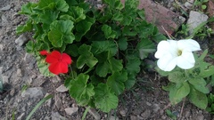 Pelargonium × hybridum