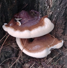 Ganoderma resinaceum