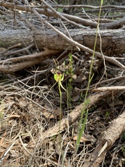 Caladenia attingens