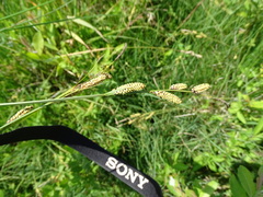 Carex cespitosa