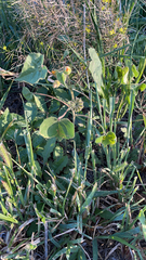 Abutilon theophrasti