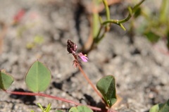 Indigofera ovata