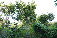 Polyscias cutispongia