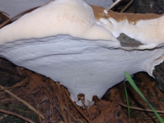 Ganoderma resinaceum