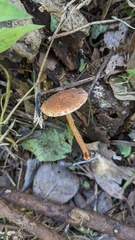Lepiota castanea
