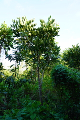 Polyscias cutispongia