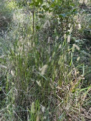 Setaria parviflora
