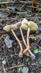 Lepiota castanea
