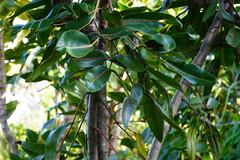 Polyscias cutispongia