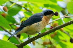 Pipraeidea melanonota