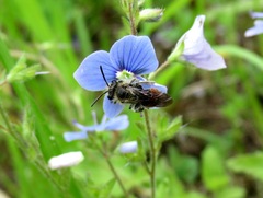 Andrena labiata
