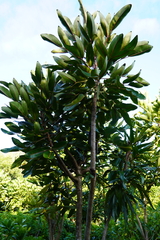 Polyscias cutispongia