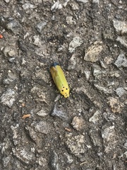 Bothrogonia ferruginea