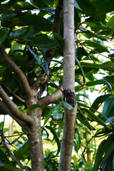 Polyscias cutispongia